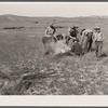 Branding. Quarter Circle 'U' Ranch roundup. Big Horn County, Montana