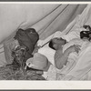 Rancher asleep. Quarter Circle 'U' Ranch roundup. Big Horn County, Montana