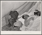 Rancher asleep. Quarter Circle 'U' Ranch roundup. Big Horn County, Montana