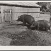 Hogs. Kimberley farm, Jasper County, Iowa