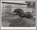 Hogs. Kimberley farm, Jasper County, Iowa