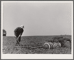 Adjusting the teeth on a harrow. Kimberley farm, Jasper County, Iowa