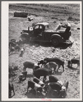 Feeding hogs. Kimberley farm, Jasper County, Iowa