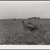 Harvesting timothy seed with combine. Jasper County, Iowa