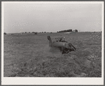 Harvesting timothy seed with combine. Jasper County, Iowa