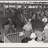 Showing the prizewinning hogs at the central Iowa Fair. Marshalltown, Iowa