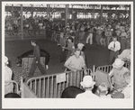 Showing the prizewinning hogs at the central Iowa Fair. Marshalltown, Iowa