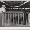 Prizewinning hogs at Iowa State Fair, Des Moines, Iowa