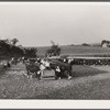 Feeding cattle. Leo Gannon farm, Jasper County, Iowa