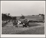 Feeding cattle. Leo Gannon farm, Jasper County, Iowa