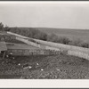 Hogs, cattle and corn. Leo Gannon farm, Jasper County, Iowa