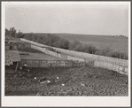 Hogs, cattle and corn. Leo Gannon farm, Jasper County, Iowa