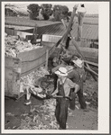 Grinding corn for cattle feed. Leo Gannon farm, Jasper County, Iowa