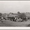 Feeding Hereford cattle. Gannon farm, Jasper County, Iowa