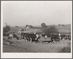 Feeding Hereford cattle. Gannon farm, Jasper County, Iowa