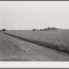 Corn field. Kimberley farm, Jasper County, Iowa