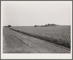 Corn field. Kimberley farm, Jasper County, Iowa