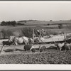 Feeding cattle and hogs. Leo Gannon farm, Jasper County, Iowa