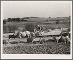 Feeding cattle and hogs. Leo Gannon farm, Jasper County, Iowa