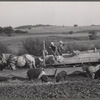 Feeding cattle and hogs. Leo Gannon farm, Jasper County, Iowa