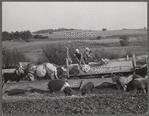 Feeding cattle and hogs. Leo Gannon farm, Jasper County, Iowa