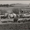 Feeding cattle and hogs. Leo Gannon farm, Jasper County, Iowa