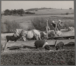 Feeding cattle and hogs. Leo Gannon farm, Jasper County, Iowa