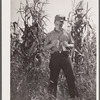 Bud Kimberley, young farmer, examines hybrid corn, Jasper County, Iowa