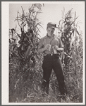 Bud Kimberley, young farmer, examines hybrid corn, Jasper County, Iowa