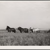 Plowing with ten-horse team. Ryken farm, Hardin County, Iowa