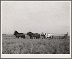 Plowing with ten-horse team. Ryken farm, Hardin County, Iowa