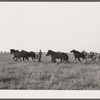 Unhitching ten horse team after plowing. Ryken farm, Hardin County, Iowa