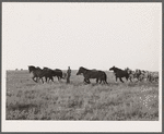 Unhitching ten horse team after plowing. Ryken farm, Hardin County, Iowa