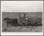 Loading hay with jayhawk. Jasper County, Iowa