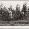 Corn fight between Margaret and Howard Kimberley. Jasper County, Iowa