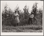 Corn fight between Margaret and Howard Kimberley. Jasper County, Iowa