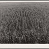 Cornfield. Hardin County, Iowa