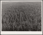 Cornfield. Hardin County, Iowa