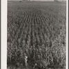 Cornfield. Hardin County, Iowa