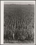 Cornfield. Hardin County, Iowa