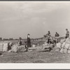 Grading and packing onions. Rice County, Minnesota