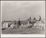 Grading and packing onions. Rice County, Minnesota