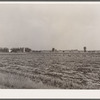 Onion field. Rice County, Minnesota