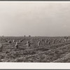 Part of a seven-hundred acre onion field. Rice County, Minnesota