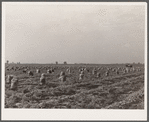 Part of a seven-hundred acre onion field. Rice County, Minnesota