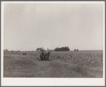 Harvesting sweet corn. Ryken farm, Hardin County, Iowa