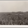 Harvesting sweet corn. Ryken farm, Hardin County, Iowa