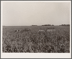 Harvesting sweet corn. Ryken farm, Hardin County, Iowa