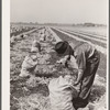 Onion picker. Rice County, Minnesota