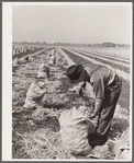 Onion picker. Rice County, Minnesota